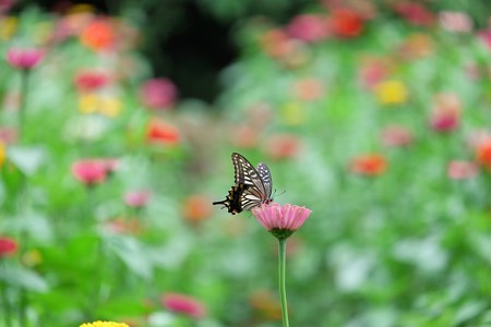 2014.09.10　追分市民の森　ヒャクニチソウにアゲハ