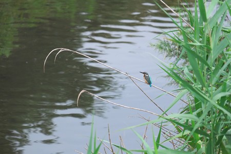 2014.09.11　和泉川　カワセミ