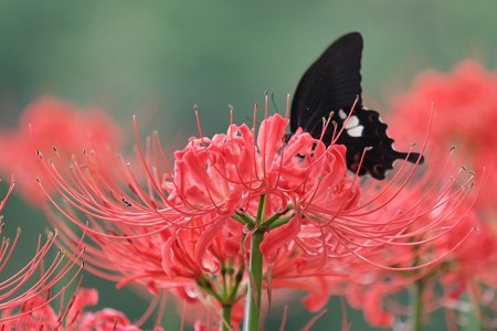 2014.09.19　追分市民の森　ヒガンバナにアリ