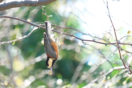 2014.10.14　和泉川　エゴノキにヤマガラ　ぶら下がり