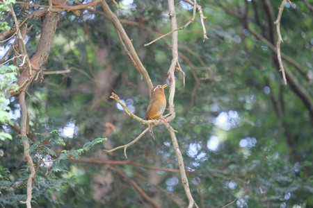2016.06.10　追分市民の森　ガビチョウ
