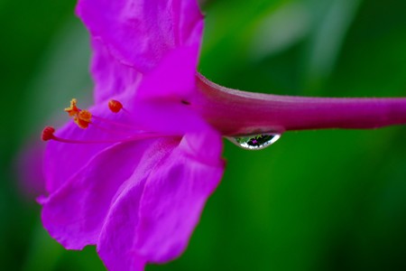 2016.06.23　オシロイバナ　雨上がり