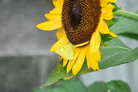 2016.07.12　和泉川　向日葵にモンキチョウ　花隠れの術