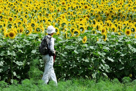 2016.08.01　追分市民の森　秋桜の先は向日葵