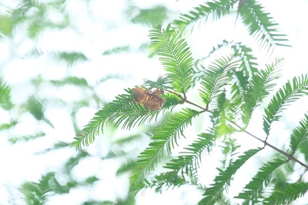 2016.08.03　横浜美術館　ねむの木に空蝉