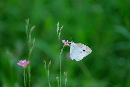2016.08.07　追分市民の森　赤花夕化粧にモンシロチョウ