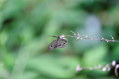 2016.09.09　追分市民の森　藤甘草にヒメウラナミジャノメ