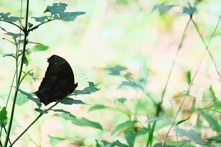 2016.10.12　瀬谷市民の森　草むらにクロコノマチョウ