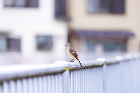 2016.11.28 和泉川 フェンスにジョウビタキ