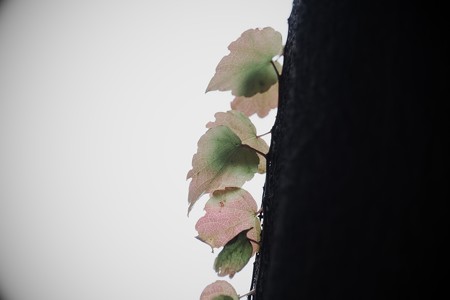 2016.11.29 瀬谷市民の森 蔦 冬色