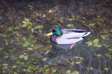 2016.11.30 和泉川 マガモ 雄jpg