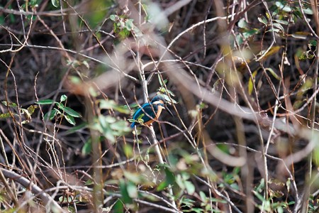 2016.11.30 和泉川 柳の枝中にカワセミ