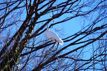 2017.01.17　和泉川　コサギ