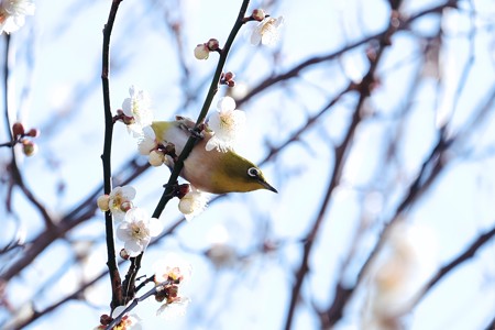 2017.01.30　和泉川　梅にメジロ