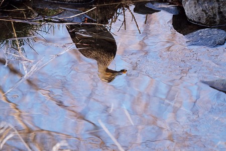 2017.02.04　和泉川　カルガモ