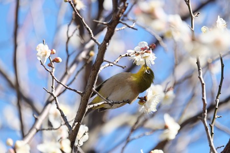 2017.02.07　和泉川　梅にメジロ　吸蜜