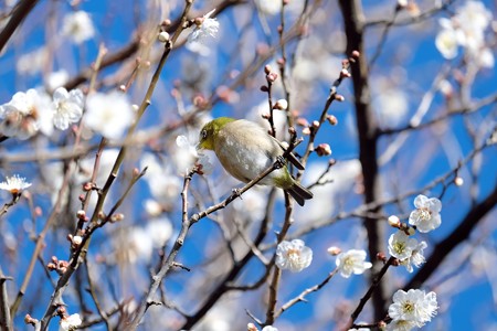 2017.02.07　和泉川　梅へメジロ　花弁散らし