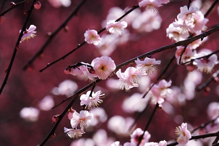 2017.02.08　大池公園　枝垂れ梅