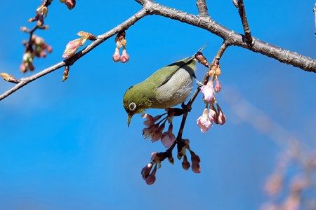 2017.02.15　和泉川　河津桜にメジロ