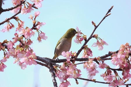 2017.02.18　和泉川　河津桜にメジロ