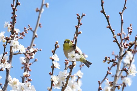 2017.02.18　和泉川　梅から梅　メジロ