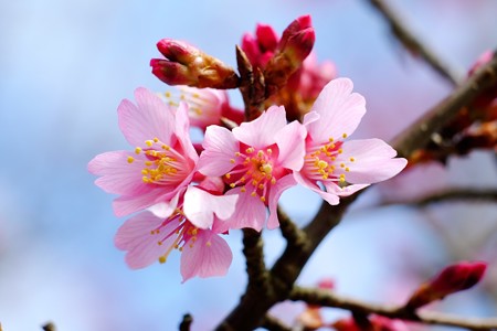 2017.02.28 和泉川 オカメザクラ 開花