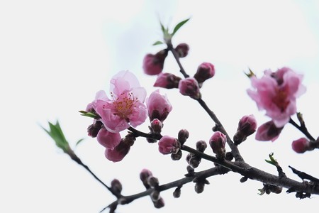 2017.03.07　和泉川　ハナモモ