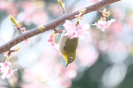 2017.03.07　和泉川　河津桜とメジロ