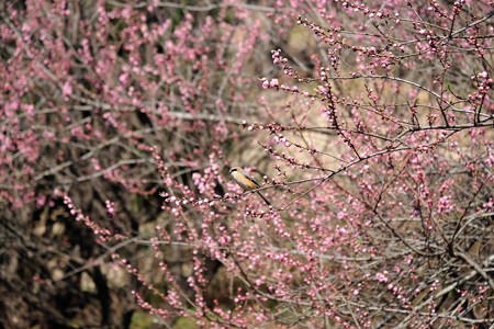 2017.03.10　追分市民の森　花桃にモズ