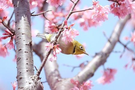 2017.03.12　和泉川　おかめ桜とメジロ