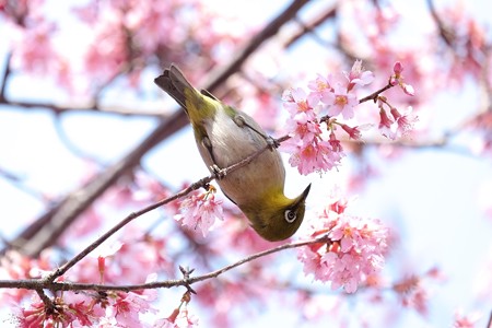 2017.03.12　和泉川　おかめ桜へメジロ