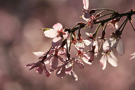 2010.04.08　和泉川　枝垂桜　朝日の裏