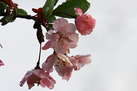 2010.04.13　和泉川　カイドウ