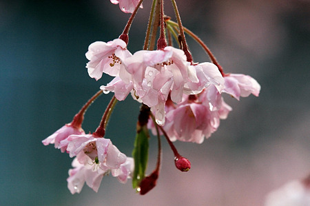 2010.04.13　和泉川　枝垂桜-1