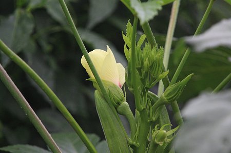 2010.08.14　和泉川　オクラ