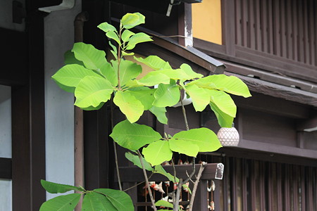 2010.08.19　高山　ほうの木