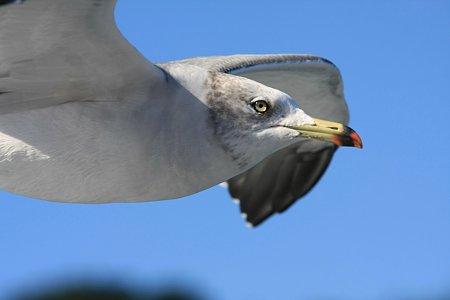 2010.10.29　浄土ヶ浜　島めぐり　ウミネコ　目が合って