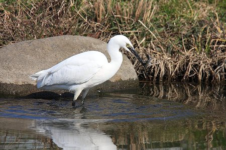 2011.03.31　和泉川　コサギ　捕獲