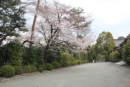 馬場の桜