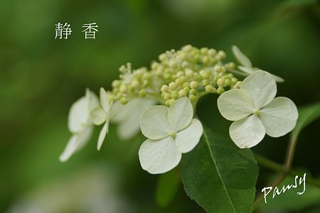 静香・・光則寺の山アジサイ 7