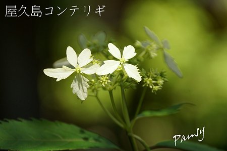 屋久島コンテリギ・・光則寺の山アジサイ 37