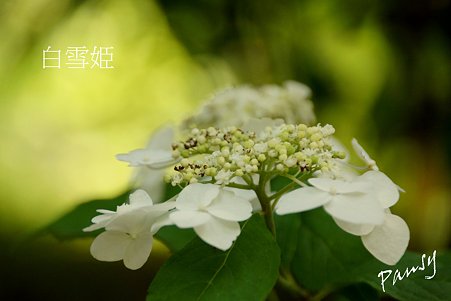 白雪姫・・光則寺の山アジサイ 38