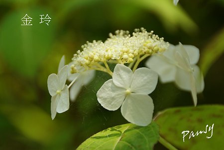 金玲・・光則寺の山アジサイ 39