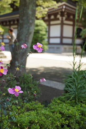 長月の円覚寺-049
