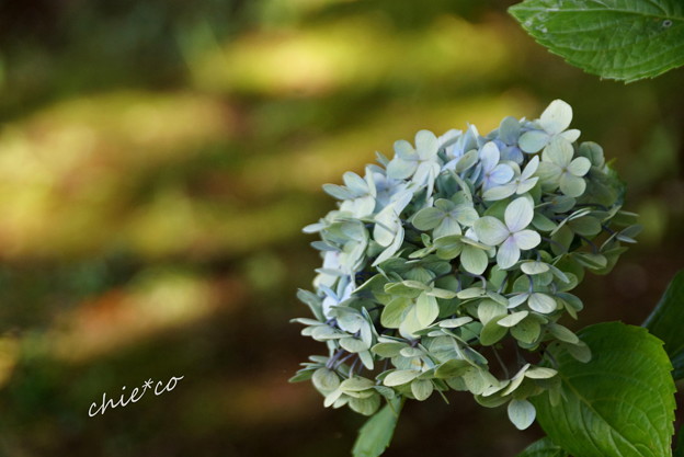 夏をこえた紫陽花・・