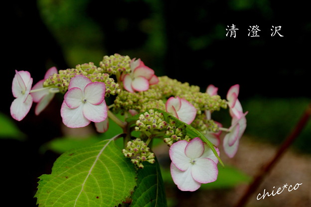 DSC05417-002