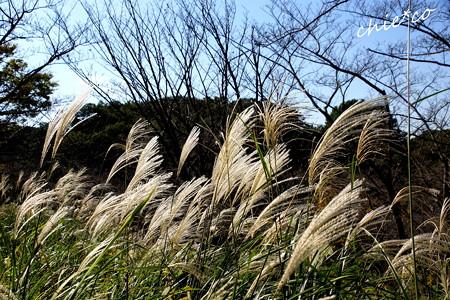 DSC09110-001