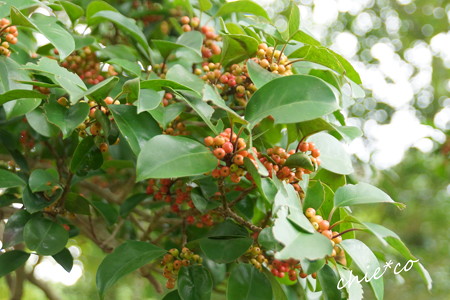長浜公園・・-089