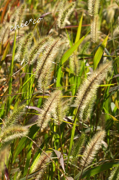 DSC09391-001