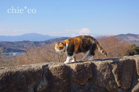 吾妻山公園-254
